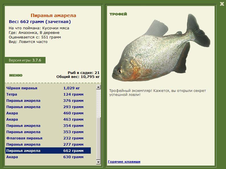 Пиранья амарела 