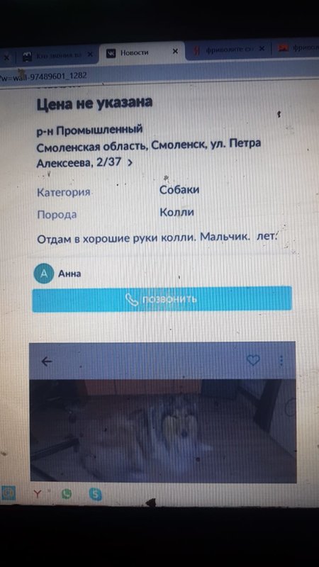 ФОРУМ ЛЮБИТЕЛЕЙ КОЛЛИ И ШЕЛТИ 