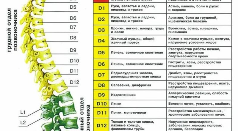 От какого позвонка что болит картинка