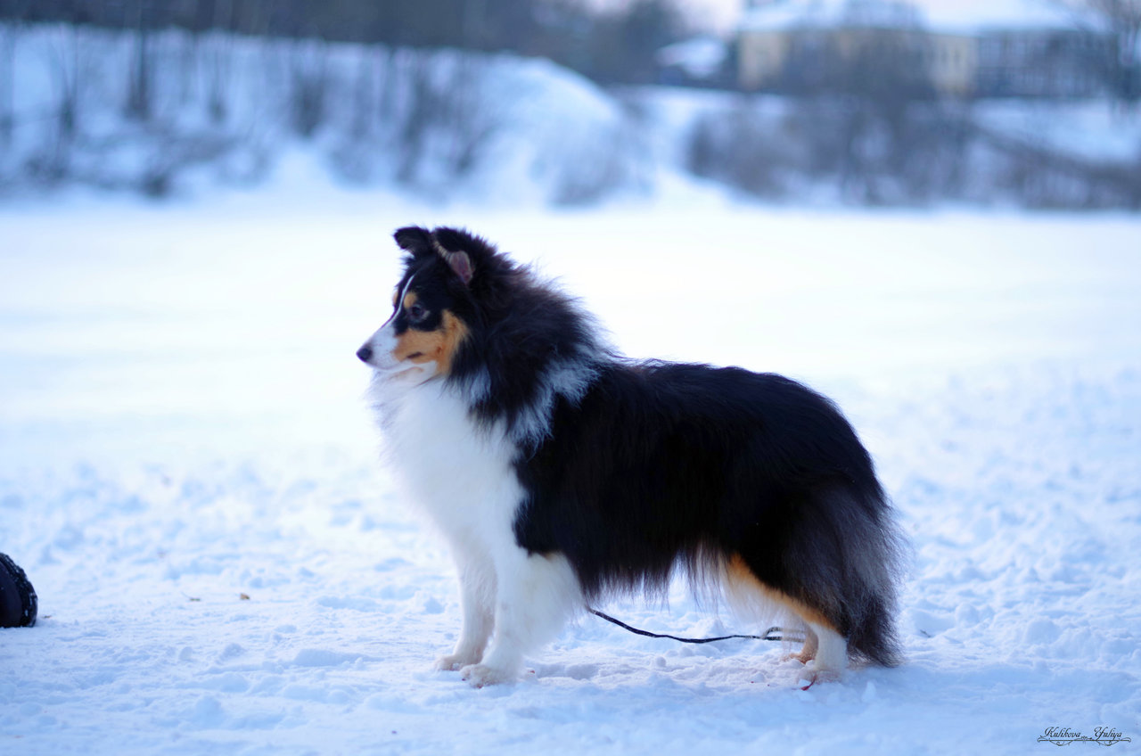 Tricolor rough Collie