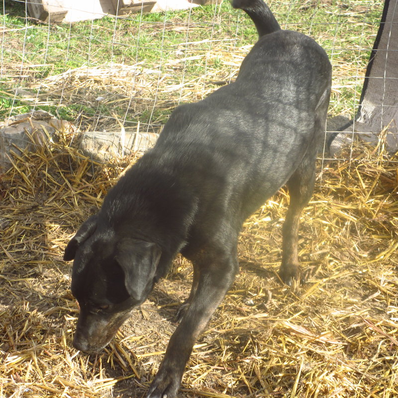  беременная подмашинница с переломами • Темы животных