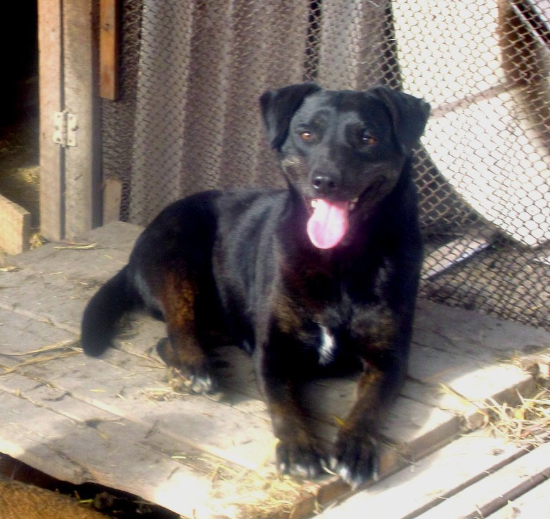  беременная подмашинница с переломами • Темы животных