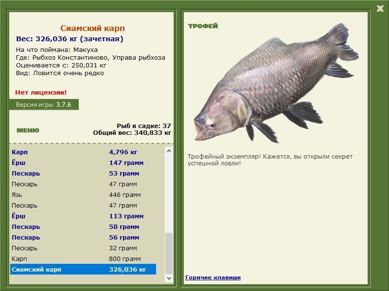 Сиамский карп