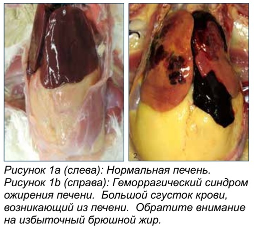 Печень больной курицы что это? фото