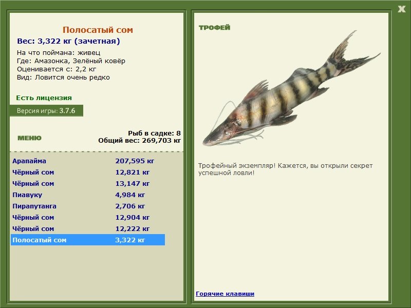 Полосатый сом 