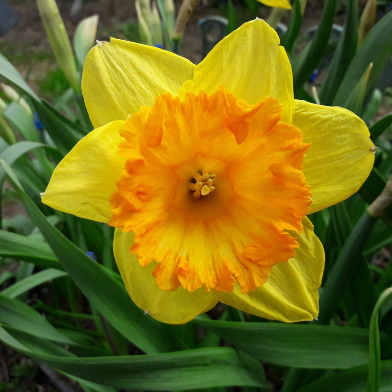 Нарцисс Гибридный