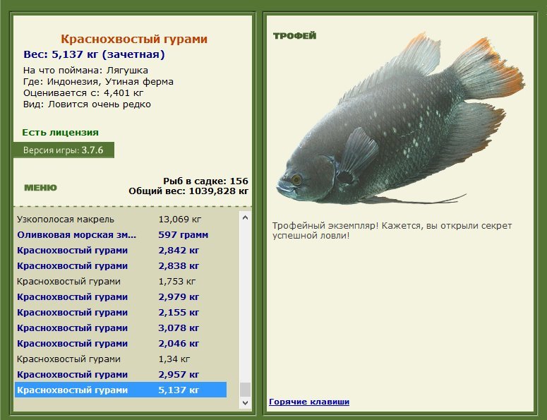 Краснохвостый гурами 