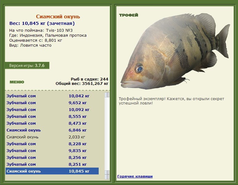 Сиамский окунь 
