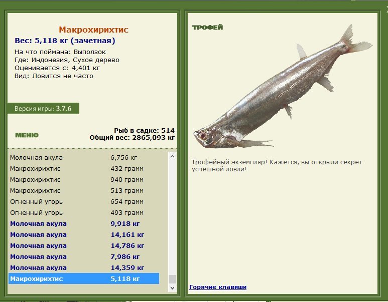 Макрохирихтис 