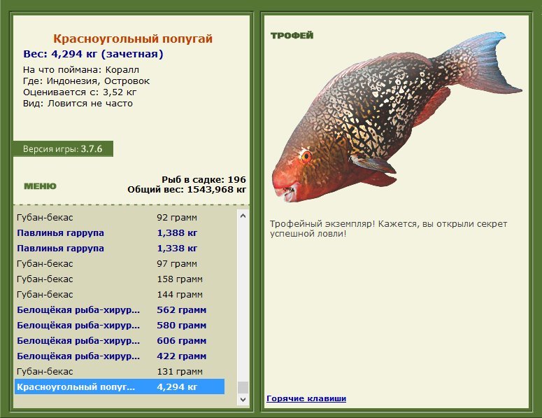 Красноугольный попугай 