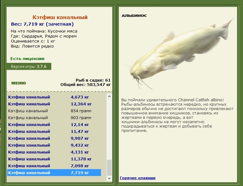 Кэтфиш канальный 