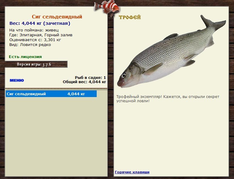 Сиг сельдевидный 