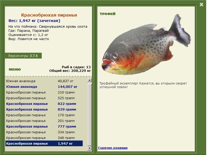 Краснобрюхая пиранья 