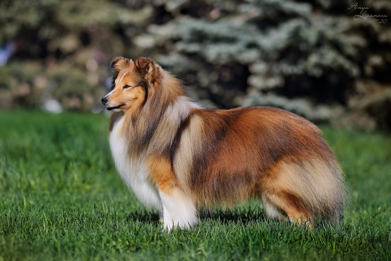 Black, Gold White Sheltie Dog