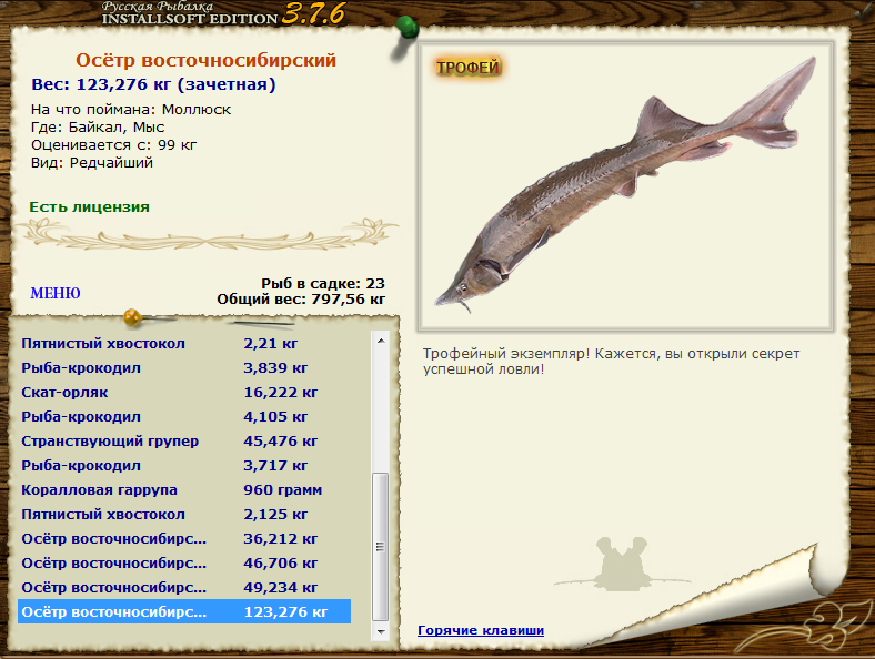 Осётр восточносибирский 