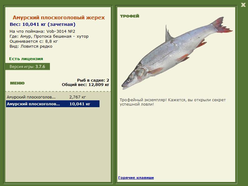 Амурский плоскоголовый жерех 