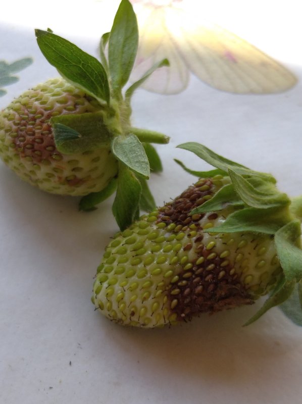 Болезни и вредители земляники