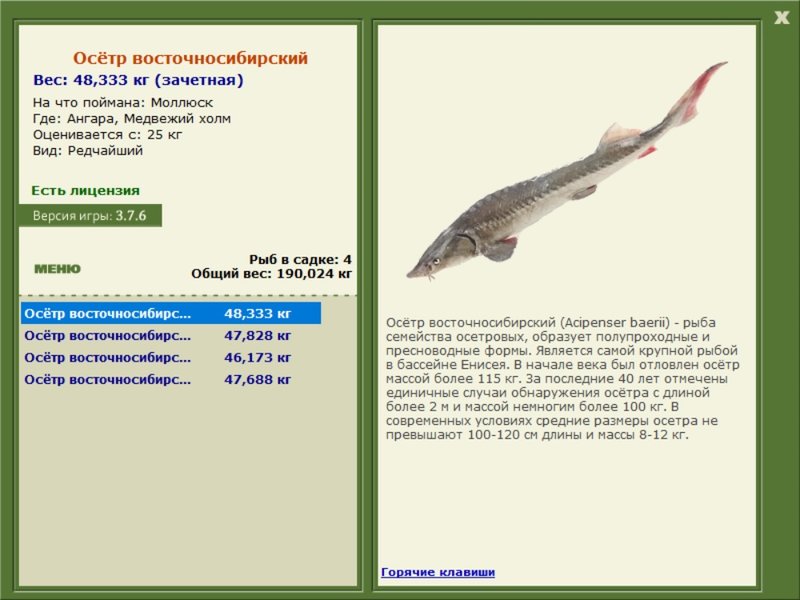 Медвежий холм 