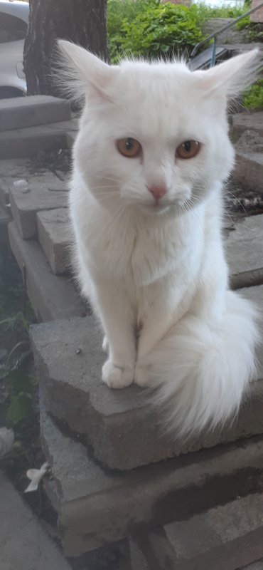  Немного не по теме! ИЩУ ХОЗЯИНА КОТУ
