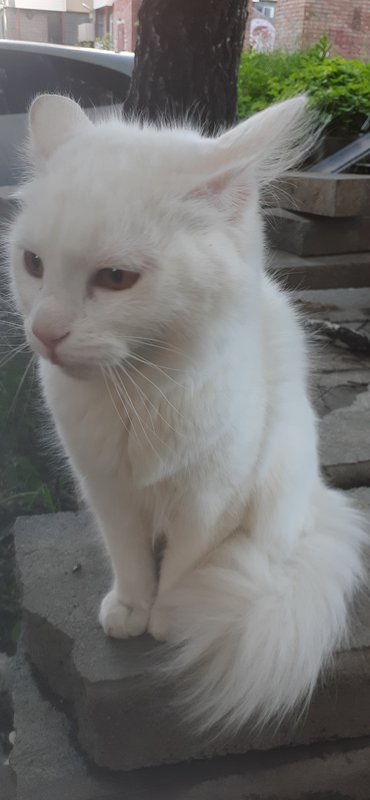  Немного не по теме! ИЩУ ХОЗЯИНА КОТУ
