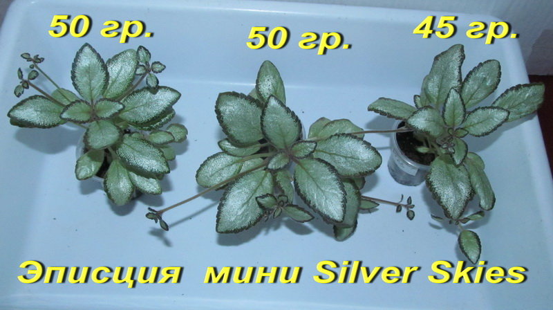  Просмотр темы - ЛЕ-Шанталь (Е.Лебецкая)