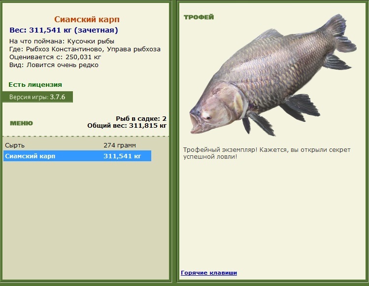 Сиамский карп 