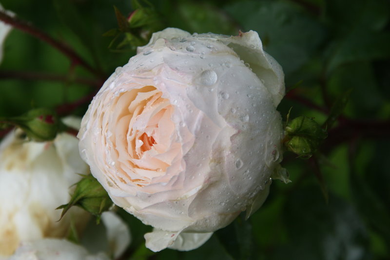 Цветение 2020