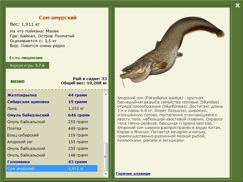 Амурский сом на что ловить