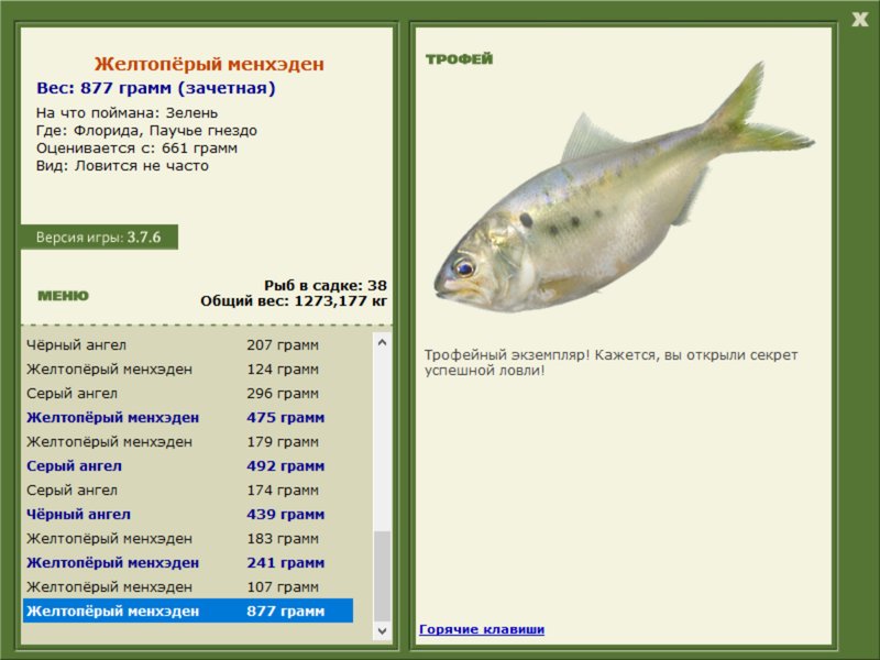 Желтопёрый менхэден 