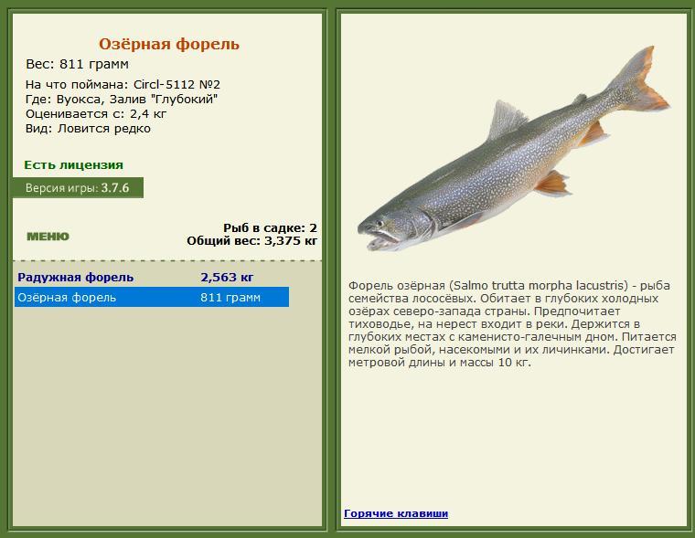 Залив 