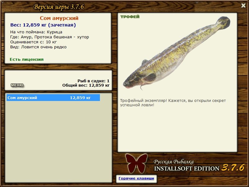 Сом Амурский 