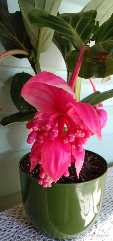 Мединилла великолепная (Medinilla magnifica)