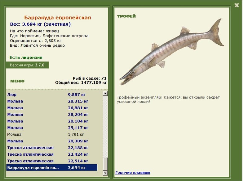 Барракуда европейская 