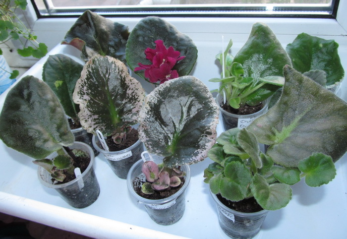  Просмотр темы - План выставок Клуба 