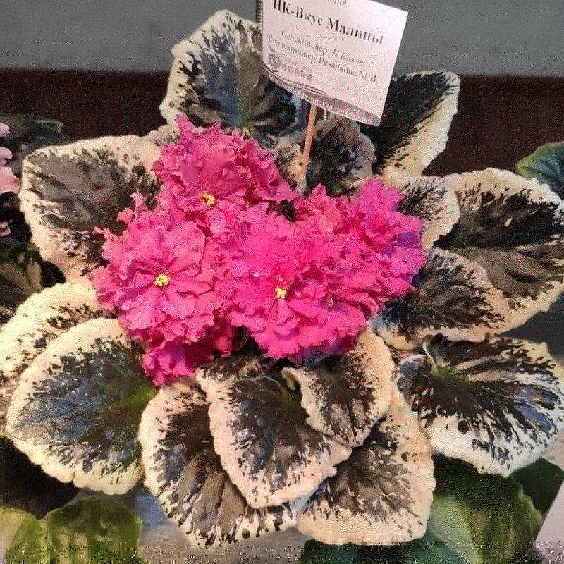 Фиалка Вкус Малины Фото – Telegraph