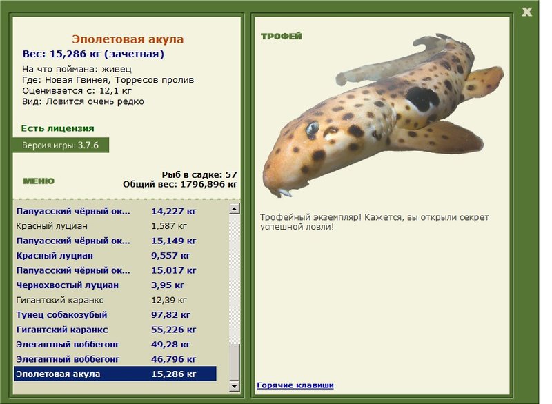Эполетовая акула 
