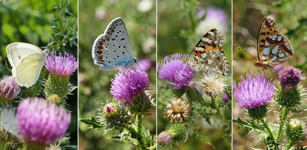 лики - Страница 3 - Форум 