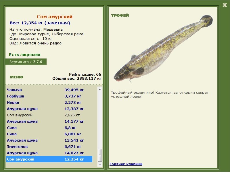 Сом Амурский 