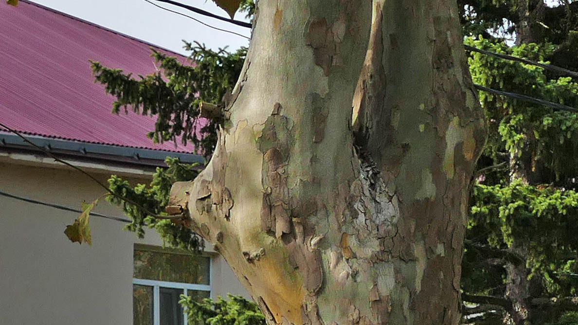 лики - Страница 4 - Форум 