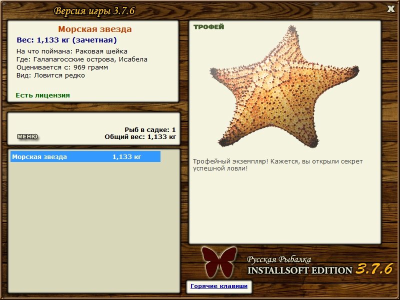 Морская звезда 