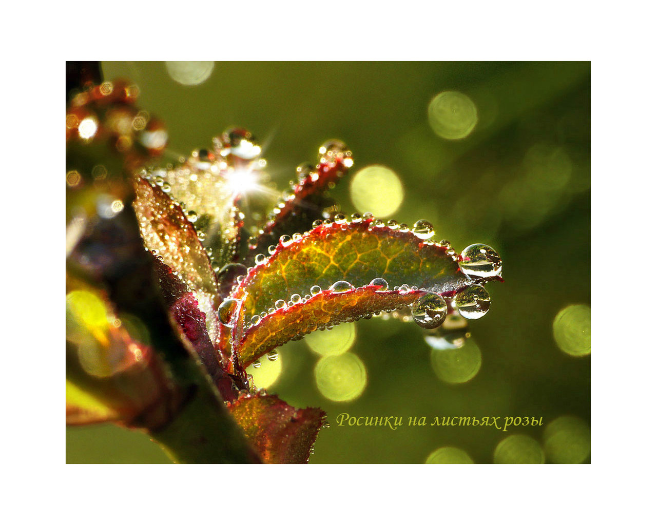 лики - Страница 6 - Форум 