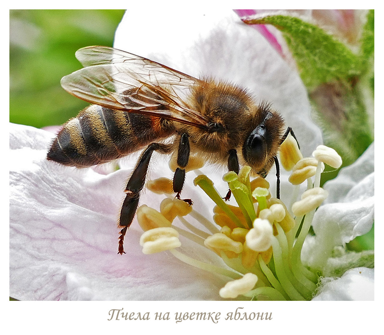 лики - Страница 7 - Форум 