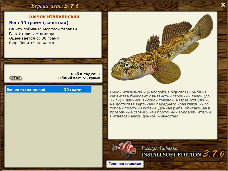 Бычок итальянский 