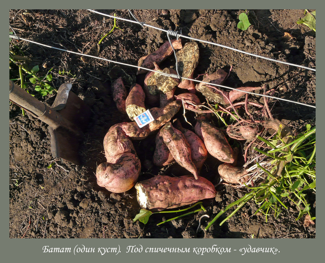 лики - Страница 9 - Форум 