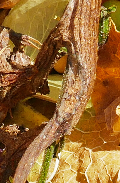 лики - Страница 12 - Форум 