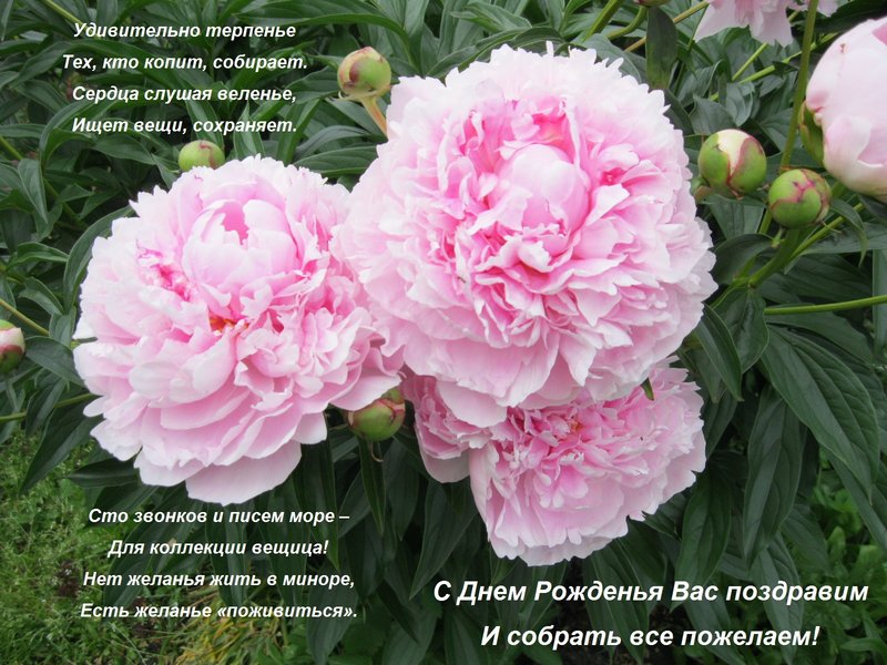 С днём рождения, Северянка!