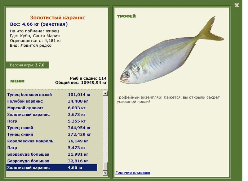 Золотистый каранкс 