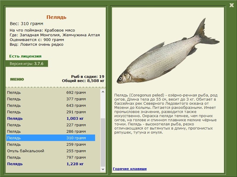 турниры • РУССКАЯ РЫБАЛКА