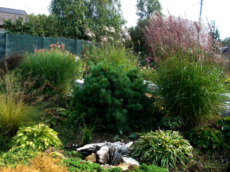 Декоративные Злаки