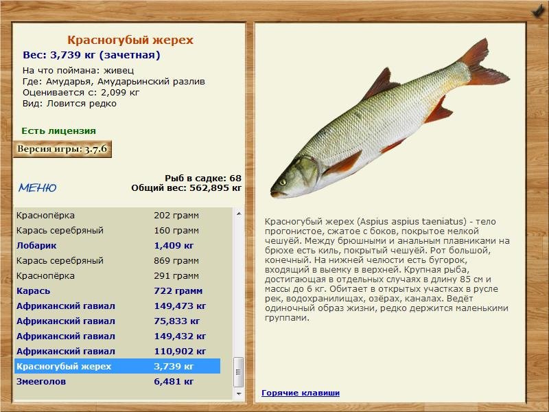 Амударьинский разлив 